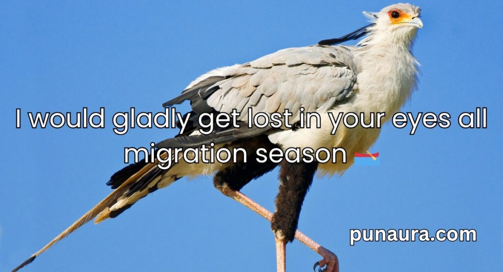 Bird Pick Up Lines