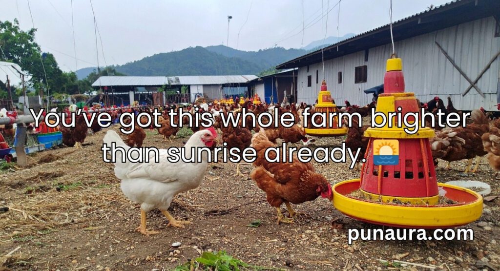 Chicken Pick Up Lines